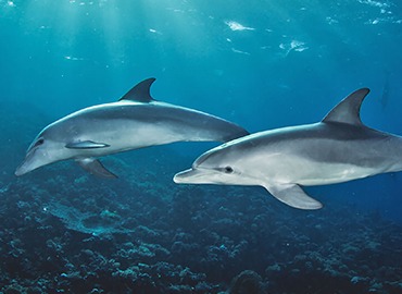 Mnemba Island Snorkeling & Baraka Natural Aquarium