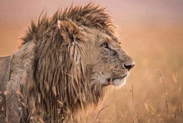 4 Days Tanzania Safari – Serengeti & Ngorongoro Crater